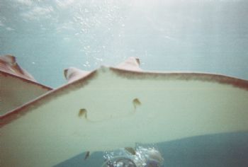 southern ray, Grand Cayman disposible camera  by Jared Fuller 